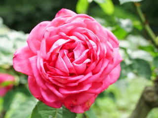 Japanese roses in bloom in spring - Yves Piaget