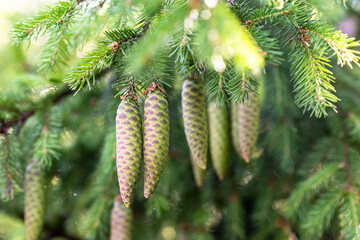 Long young fir cones hang on the tree against the background of green needles.