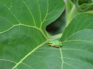A frog resting on a leaf