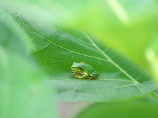 A frog resting on a leaf