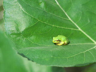 A frog resting on a leaf