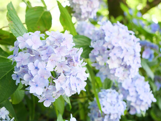 Japan Colorful hydrangea close up