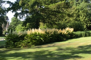 Naklejka premium Tall Aruncus dioicus blooming large white flowers in a city park in early summer