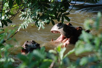 Hipopotamy bawiące się w wodzie