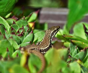 lizard on a tree