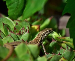 lizard on a tree