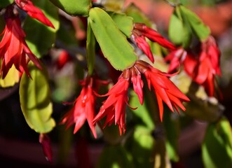 red and green leaves