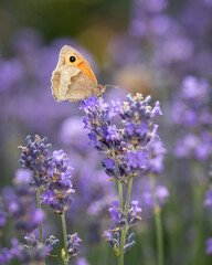 butterfly feeding on lavender