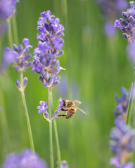 bee feeding on lavender