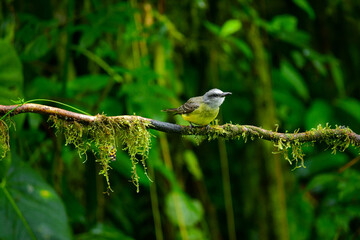 Tirano tropical / tropical kingbird / Tyrannus melancholicus