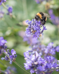 bee feeding on lavender