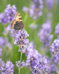 butterfly feeding on lavender