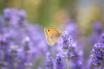 butterfly feeding on lavender