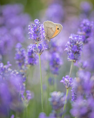 butterfly feeding on lavender