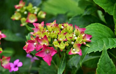 red and yellow flowers
