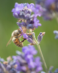 bee feeding on lavender