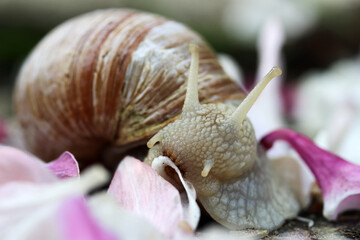 Nahaufnahme von einer Weinbergschnecke die gerade ein Blütenblatt frisst