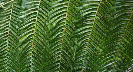 Giant Green Fern Leaf Close up Background 