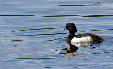 Goldeneye Duck swimming on the water with reflection and copyspace