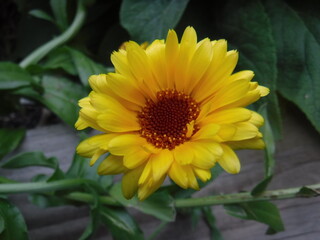yellow flower