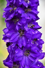 blue and white flowers