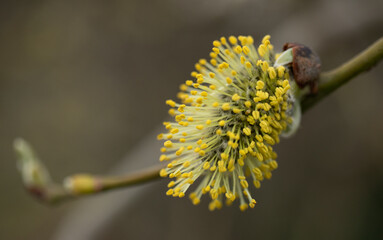 Yellow catkin