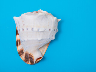 large seashell on a blue background