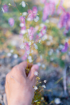 Multicoloured wildflowers blooming in the meadow
