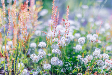 Multicoloured wildflowers blooming in the meadow