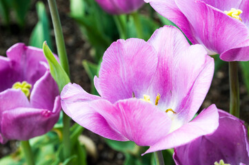 Fototapeta na wymiar Purple flower 2