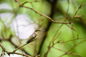 a hummingbird perched on a tree