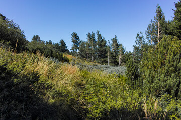 Autumn landscape of Vitosha Mountain, Bulgaria