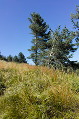 Obraz premium Autumn landscape of Vitosha Mountain, Bulgaria