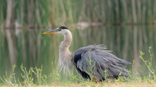 Great Blue Heron Shaking Wings