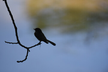 bird on a branch
