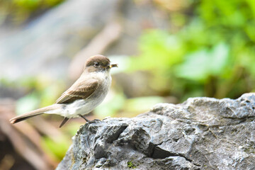 eastern phoebe perched on a rock