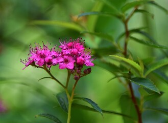 pink and purple flowers