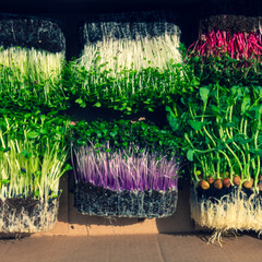 microgreens mixed organic sprouts