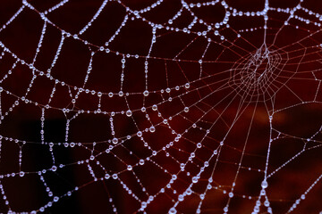 蜘蛛の巣に着いた水滴
