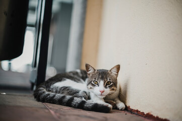 Gato descansando mirando