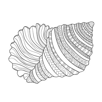 Hand drawn seashell with small and middle patterns on white isolated background. Ocean decorative object. For coloring book pages.