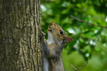 squirrel on a tree