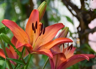 orange lily flower