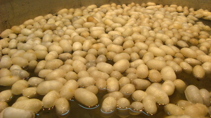 The cocoon of the silkworm. Manufacturer of silk