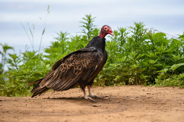 turkey vulture in the grass