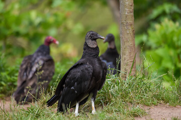 vultures gathering around the woods