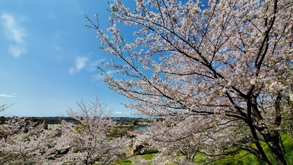 空と桜