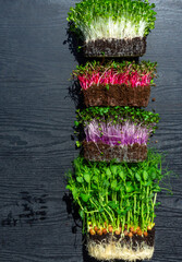 microgreens sprouts on wooden background