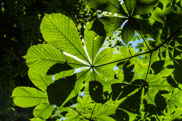 Chestnut leaves lit by the sun, bottom view - floral summer background
