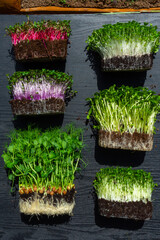 microgreens sprouts on wooden background